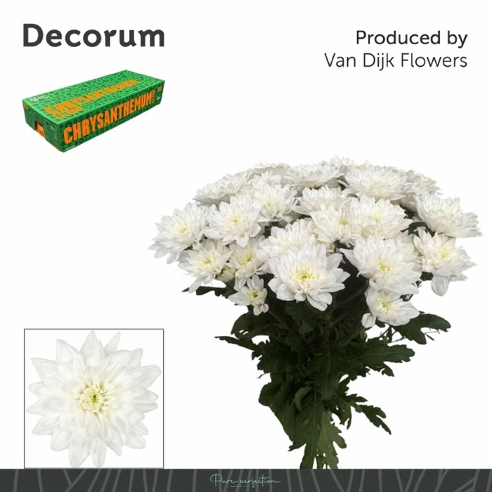 <h4>CHRYSANTHEMUM TR 'BALTICA'</h4>
