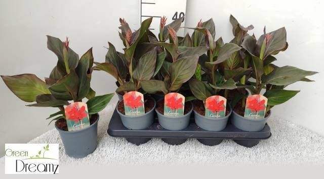 <h4>CANNA PACIFIC BEAUTY</h4>
