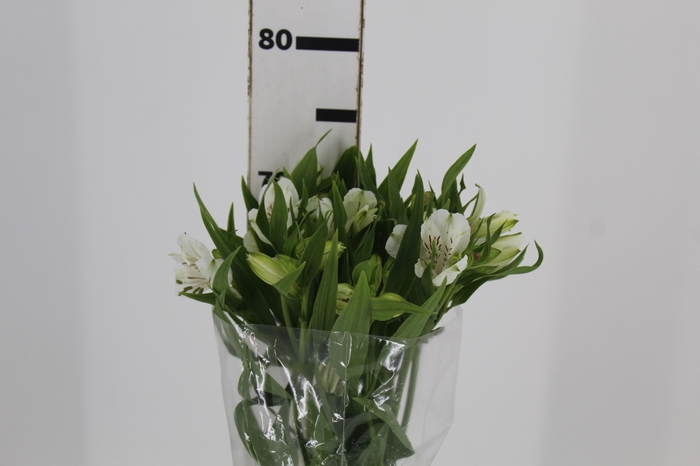 <h4>ALSTROEMERIA WHITNEY 080 CM</h4>