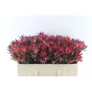 Leucad Sal Blush Xxl