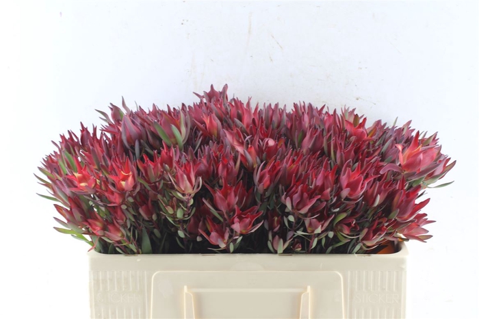 <h4>Leucad Sal Blush Xxl</h4>