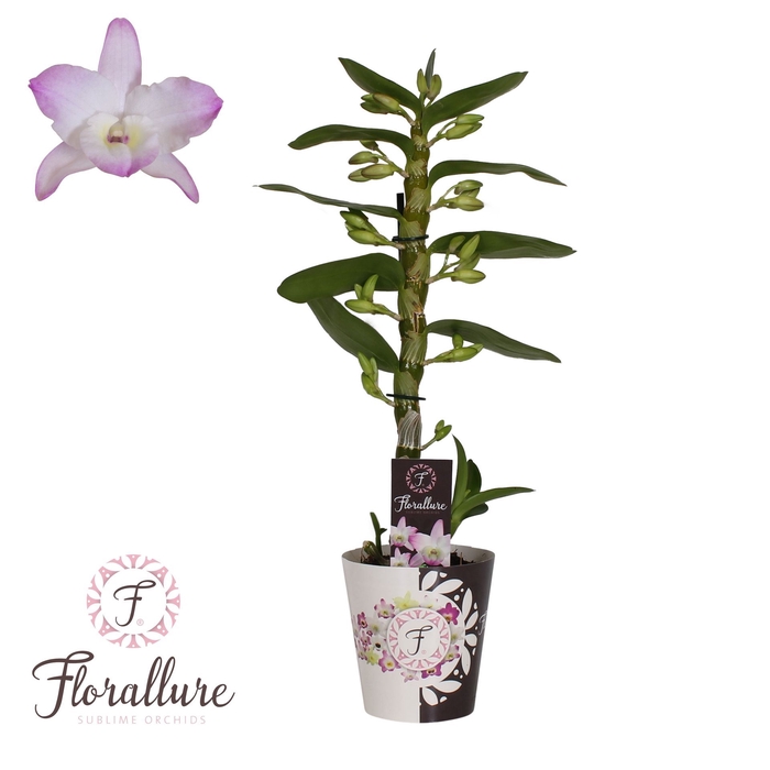 <h4>Dendrobium nobile Spring Dream 'Kum</h4>
