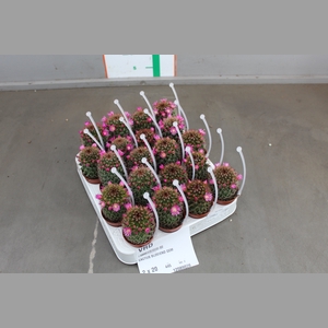 CACTUS BLOEIEND GEM