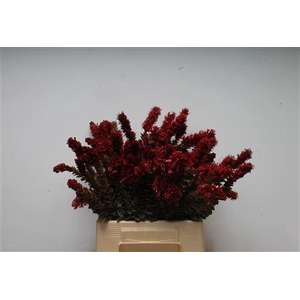 Kaaps Paranomus Red