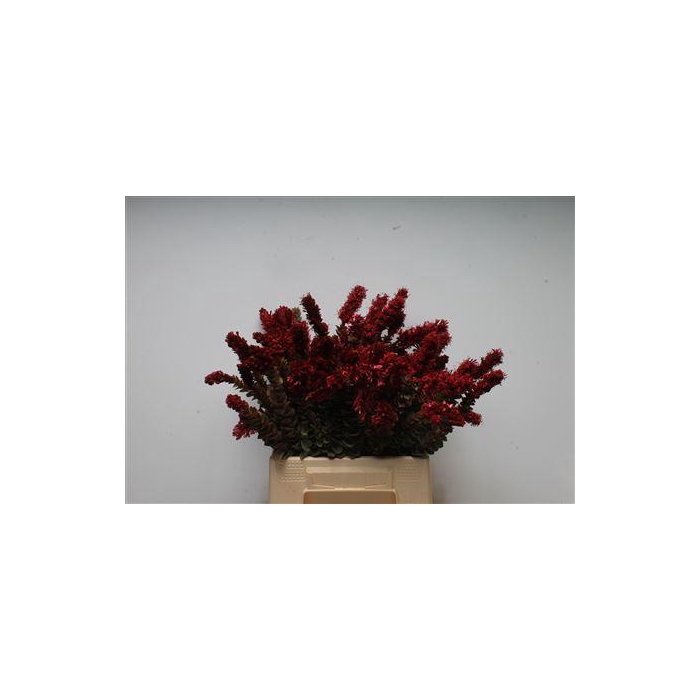 <h4>Kaaps Paranomus Red</h4>
