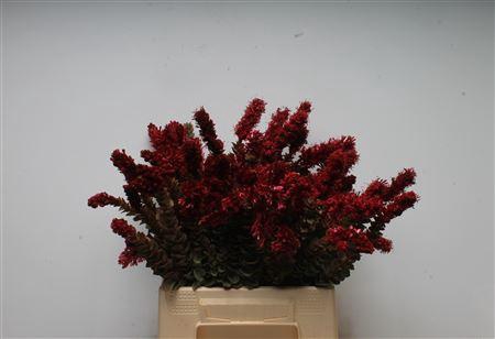 <h4>Kaaps Paranomus Red</h4>