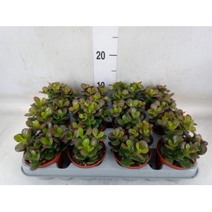 Crassula ovata 'Minor'