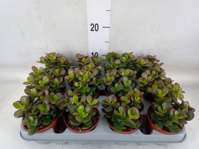 <h4>Crassula ovata 'Minor'</h4>
