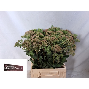 SEDUM SP CARL
