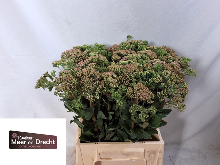 <h4>SEDUM SP CARL</h4>