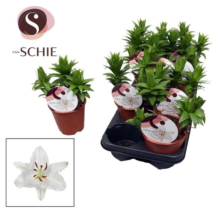 Lilium Oriental Watch Me Grow Wit