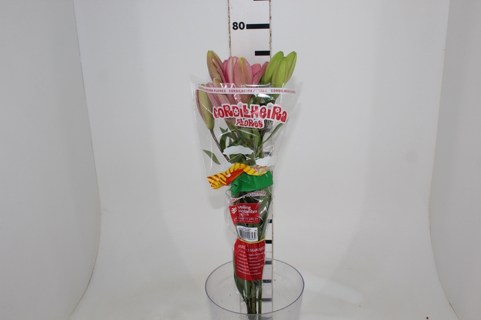 <h4>LIRIO BRINDISI 080 CM HT 2/3 FLS</h4>