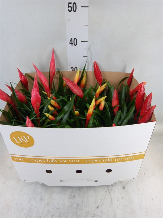 <h4>Vriesea  MF   ...mix 2</h4>