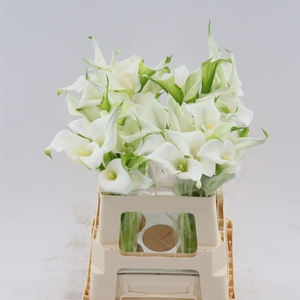 Calla Crystal Clear | Dubbelbloemig