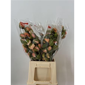 Papaver Extra Pink Rosa