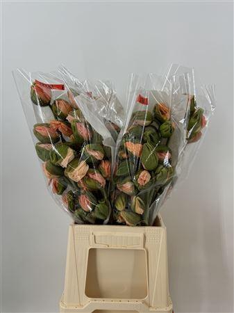 <h4>Papaver Extra Pink Stripe</h4>