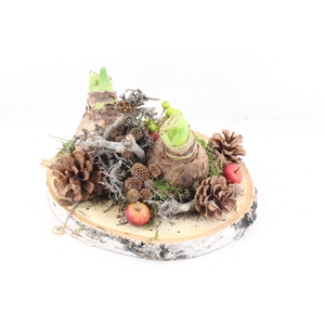 arr4 Amaryllis MB - Hout schijf 2bol RED