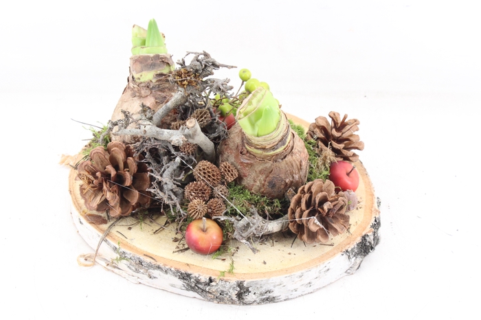 <h4>arr4 Amaryllis MB - Hout schijf 2bol RED</h4>