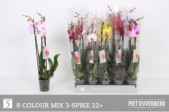 <h4>PHAL GEM 8 KL</h4>