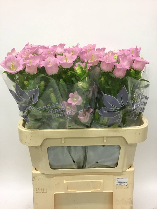 CAMP M CHAMPION PINK