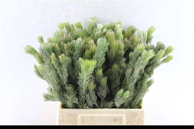 <h4>KAAPS GROEN</h4>