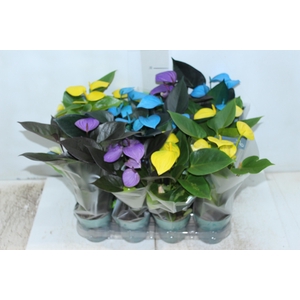 ANTHURIUM COLOURS P09