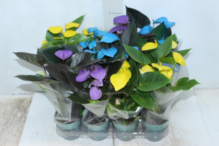 <h4>ANTHURIUM COLOURS P09</h4>