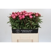 Paeonia Dr A Fleming