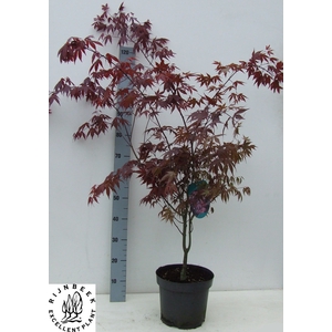 ACER PA ATROPURPUREU