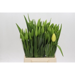 Tulipa en Maureen