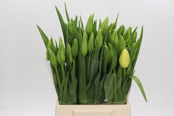 <h4>Tulipa (frans) En Maureen</h4>