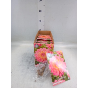 Dahlia   ...flowerbulbs