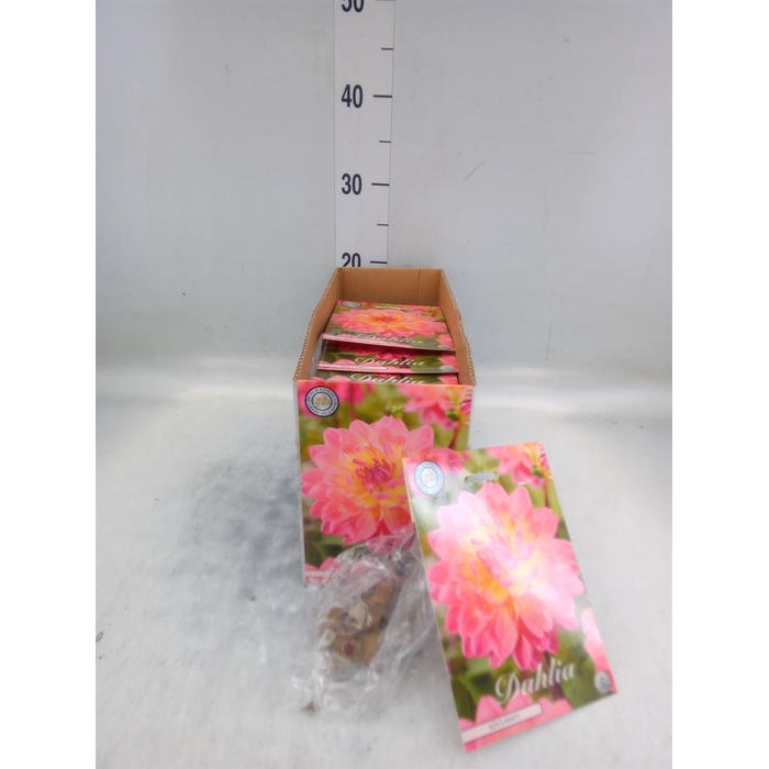 <h4>Dahlia   ...flowerbulbs</h4>