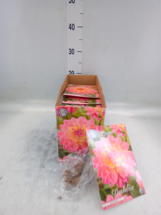 Dahlia   ...flowerbulbs