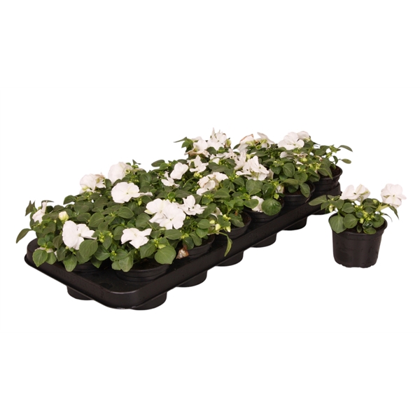 <h4>Impatiens Walleriana wit p9</h4>