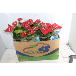 ANTHURIUM ARION P15