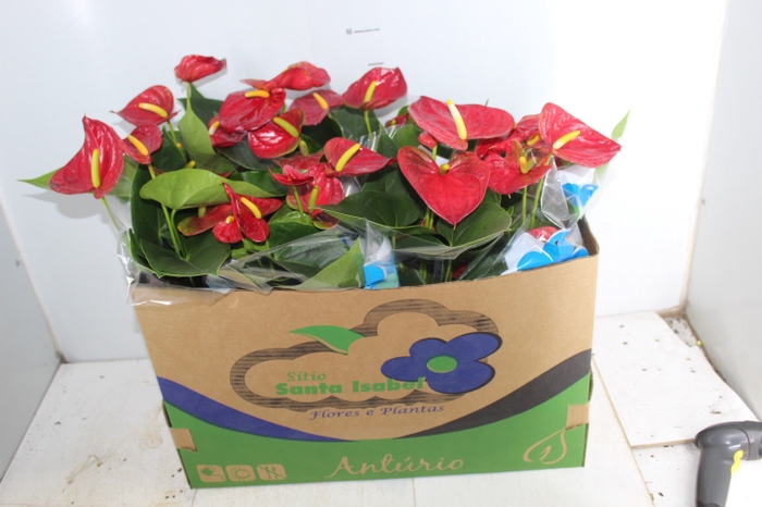 ANTHURIUM ARION P15