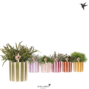 Kolibri Greens Rhipsalis mix in Painted Stripe pot mix