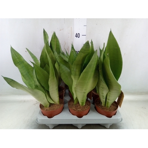 Sansevieria trifa. 'Moonshine'