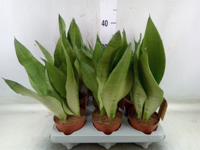 <h4>Sansevieria trifa. 'Moonshine'</h4>