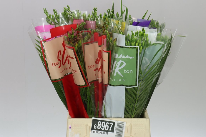 <h4>Fr En Mixed On 10</h4>