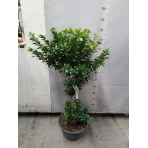 Ficus microcarpa 'Ginseng'
