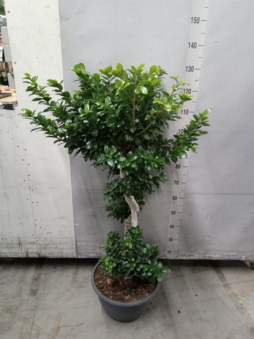 <h4>Ficus microcarpa 'Ginseng'</h4>