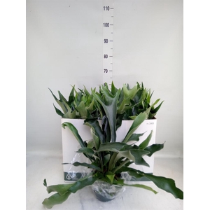 Platycerium bifurc. 'Netherlands'