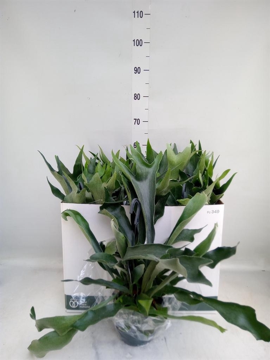 <h4>Platycerium bifurc. 'Netherlands'</h4>