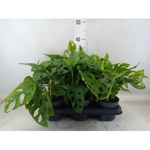 Monstera obliqua 'Monkey Mask'