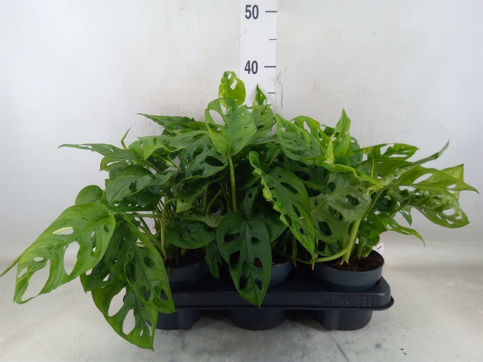 <h4>Monstera obliqua 'Monkey Mask'</h4>