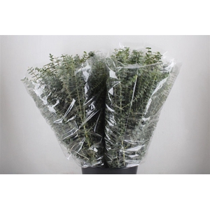 Euca Baby Blue 200gr P Bunch