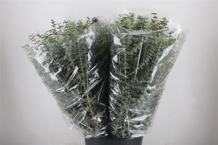 <h4>Euca Baby Blue 200gr P Bunch</h4>