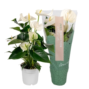 Anthurium Artica 